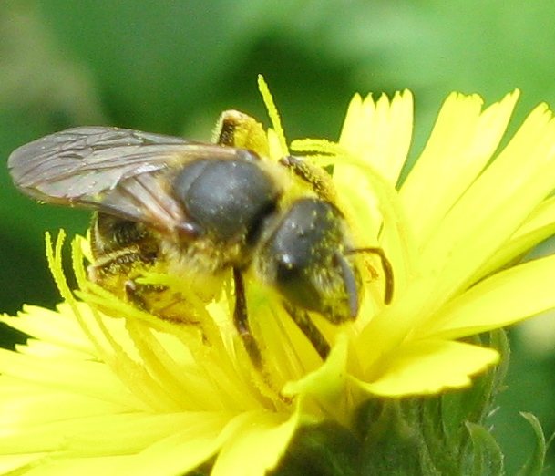 Ceratina cucurbitina